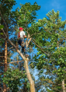 Business queued-photos - Austin Tree Surgeons