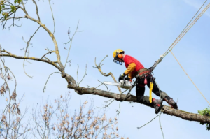 Business queued-photos - Austin Tree Surgeons