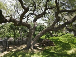 Business queued-photos - Austin Tree Surgeons