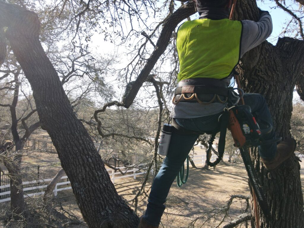 Business queued-photos - Austin Tree Surgeons