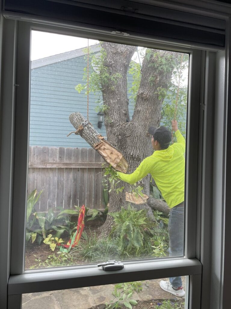 Business queued-photos - Austin Tree Surgeons