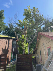 Business queued-photos - Austin Tree Surgeons