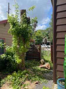 Business queued-photos - Austin Tree Surgeons