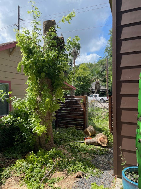 Business queued-photos - Austin Tree Surgeons