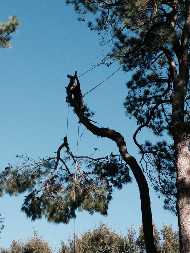 Business queued-photos - JJ Garcia Professional Tree Service