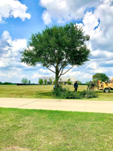 Business queued-photos - JJ Garcia Professional Tree Service