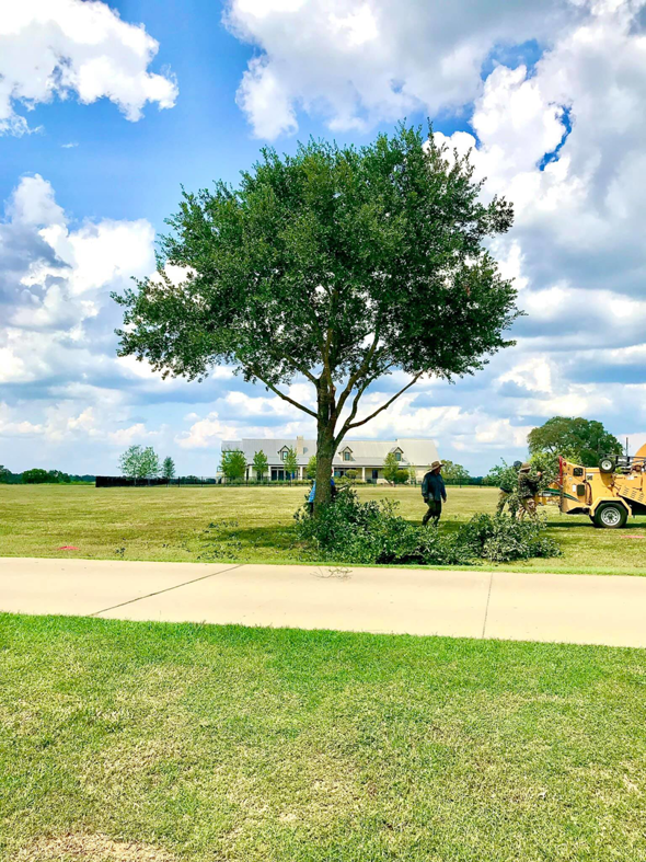 Business queued-photos - JJ Garcia Professional Tree Service