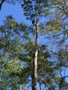 Business queued-photos - JJ Garcia Professional Tree Service