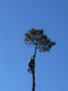 Business queued-photos - JJ Garcia Professional Tree Service