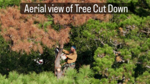 Business queued-photos - JJ Garcia Professional Tree Service