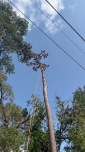 Business queued-photos - JJ Garcia Professional Tree Service