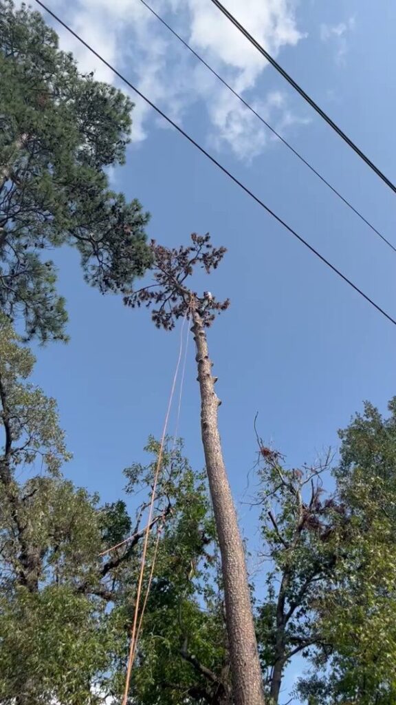 Business queued-photos - JJ Garcia Professional Tree Service