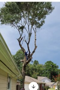 Business queued-photos - JJ Garcia Professional Tree Service
