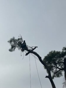 Business queued-photos - JJ Garcia Professional Tree Service