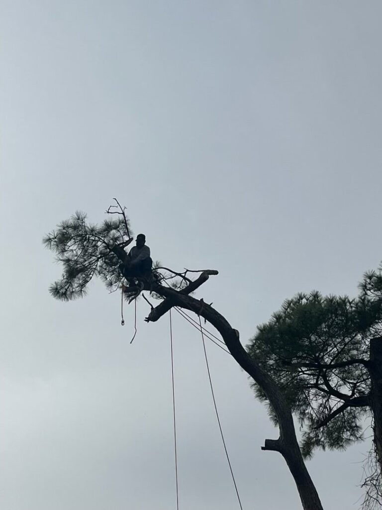 Business queued-photos - JJ Garcia Professional Tree Service