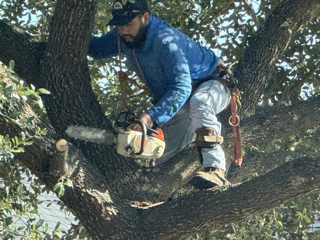 Business queued-photos - JJ Garcia Professional Tree Service