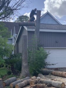 Business queued-photos - JJ Garcia Professional Tree Service