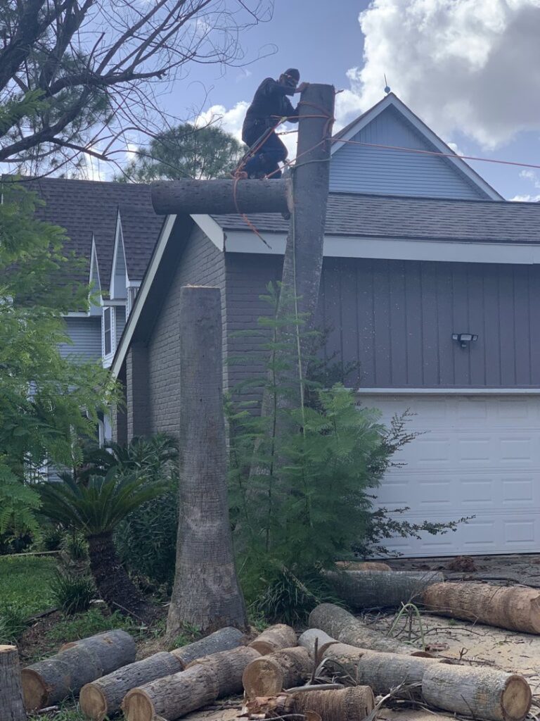 Business queued-photos - JJ Garcia Professional Tree Service