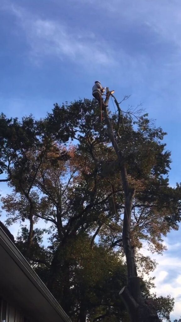 Business queued-photos - JJ Garcia Professional Tree Service