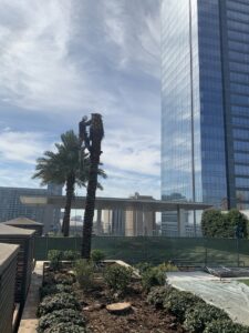 Business queued-photos - JJ Garcia Professional Tree Service