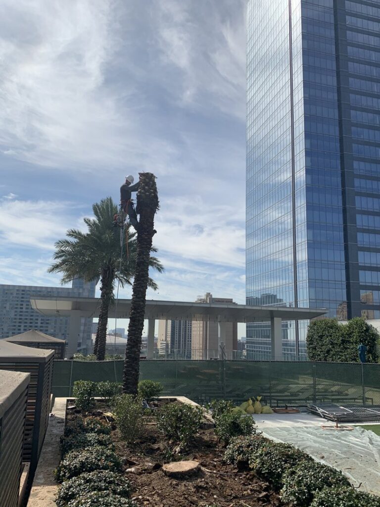 Business queued-photos - JJ Garcia Professional Tree Service