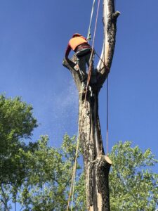 Business queued-photos - JJ Garcia Professional Tree Service