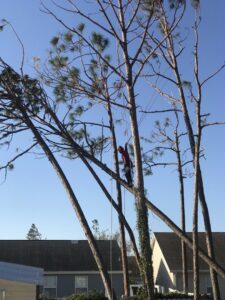 Business queued-photos - JJ Garcia Professional Tree Service
