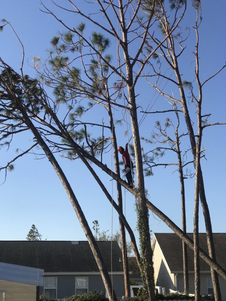 Business queued-photos - JJ Garcia Professional Tree Service