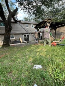 Business queued-photos - JJ Garcia Professional Tree Service