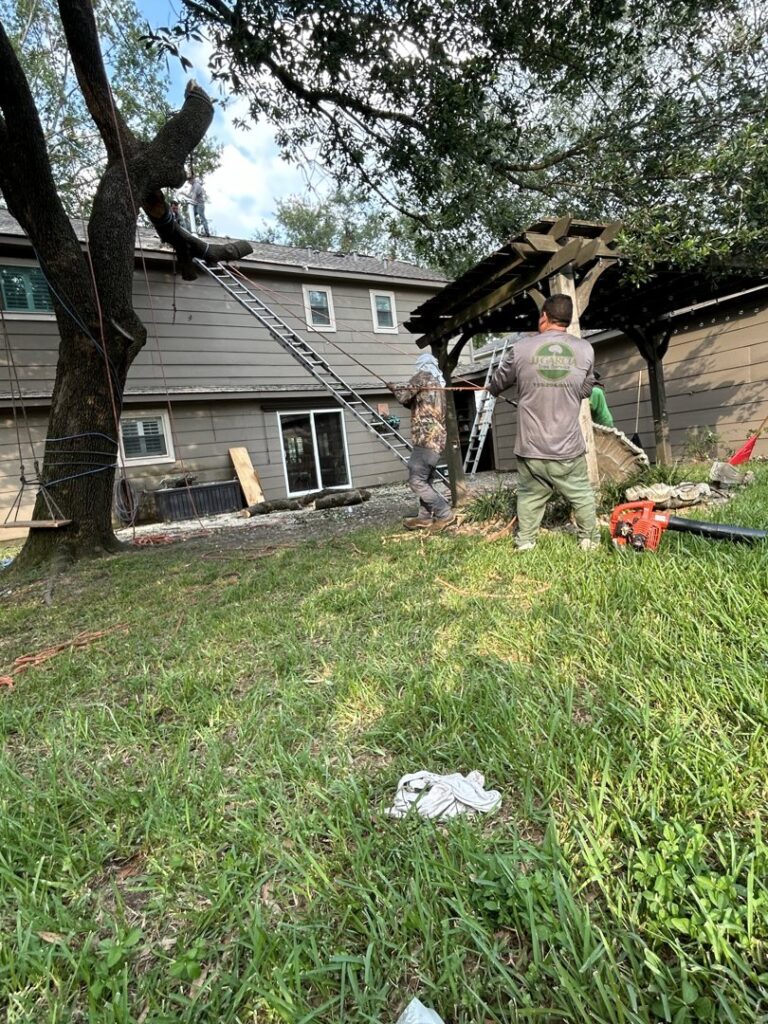 Business queued-photos - JJ Garcia Professional Tree Service