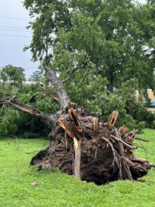 Business queued-photos - JJ Garcia Professional Tree Service