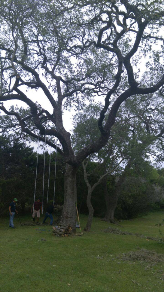 Business queued-photos - D.A. Martinez Tree Service