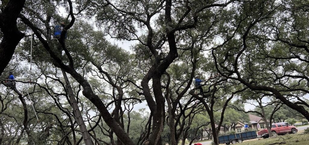 Business queued-photos - D.A. Martinez Tree Service