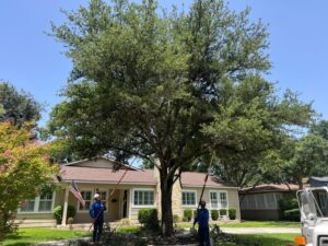 Business queued-photos - D.A. Martinez Tree Service