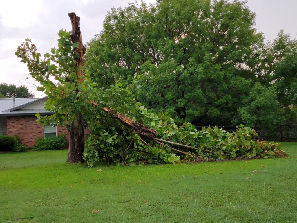 Business queued-photos - D.A. Martinez Tree Service