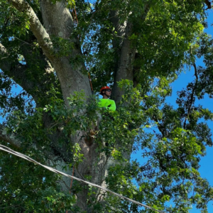 Business queued-photos - Jacob A Tree Service
