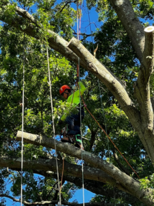 Business queued-photos - Jacob A Tree Service