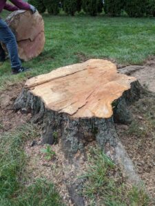 Business queued-photos - Jacob A Tree Service