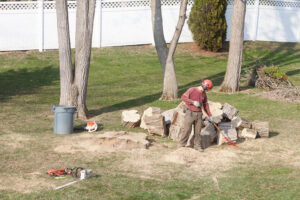 Business queued-photos - Jacob A Tree Service