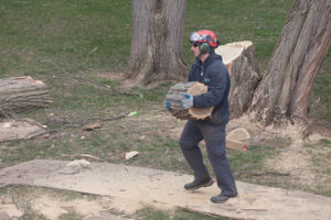Business queued-photos - Jacob A Tree Service