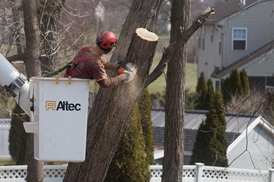 Business queued-photos - Jacob A Tree Service