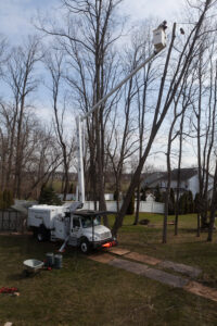Business queued-photos - Jacob A Tree Service