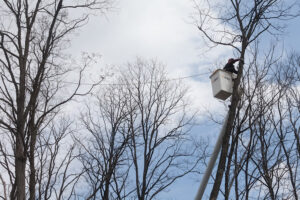 Business queued-photos - Jacob A Tree Service