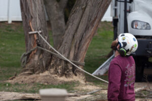 Business queued-photos - Jacob A Tree Service