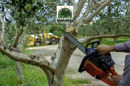Business queued-photos - Vasquez Tree Specialists & Landscaping