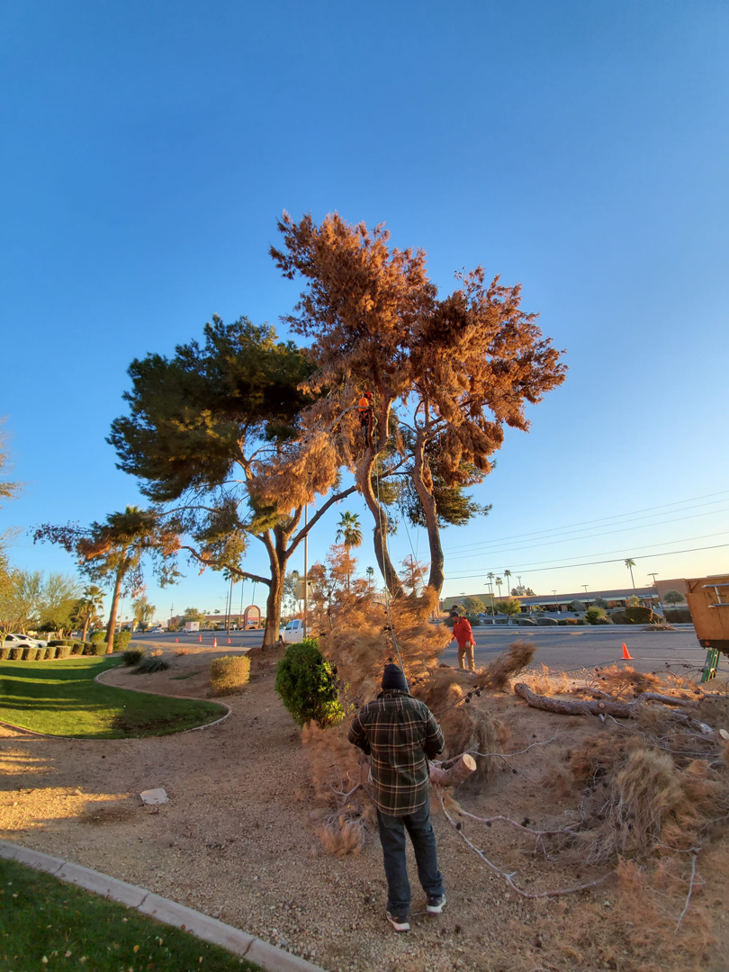 Business queued-photos - ARBORZONA TREE SERVICE, LLC