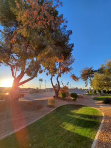 Business queued-photos - ARBORZONA TREE SERVICE, LLC