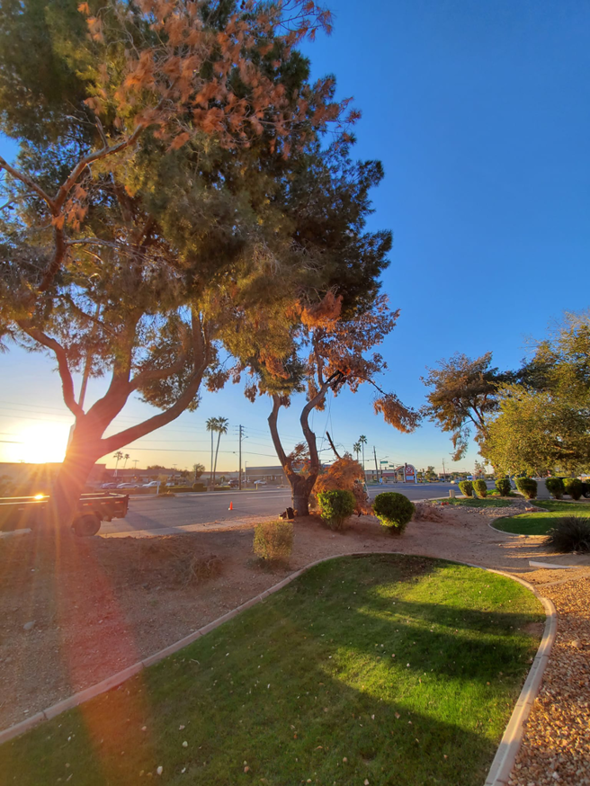 Business queued-photos - ARBORZONA TREE SERVICE, LLC