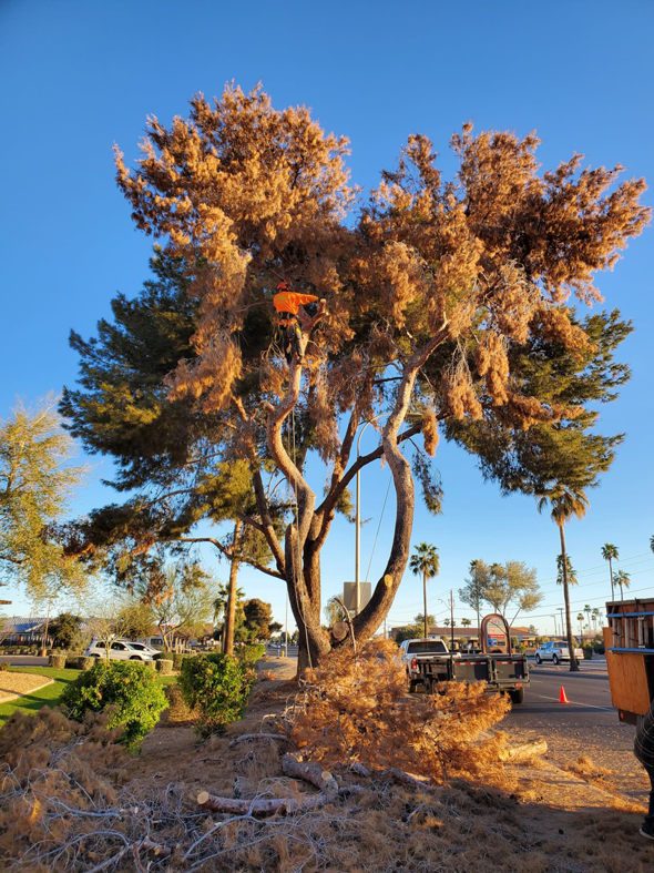 Business queued-photos - ARBORZONA TREE SERVICE, LLC