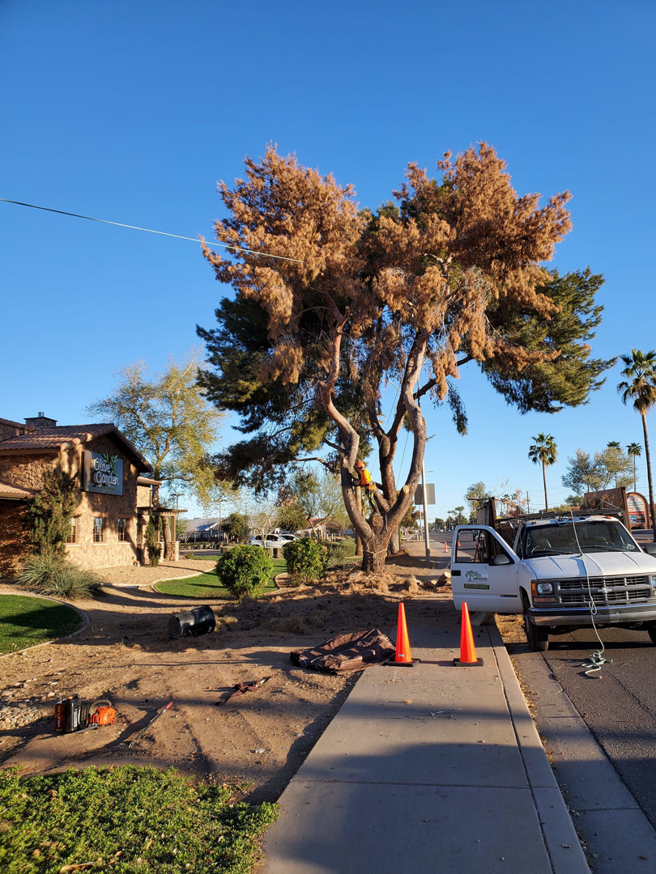 Business queued-photos - ARBORZONA TREE SERVICE, LLC